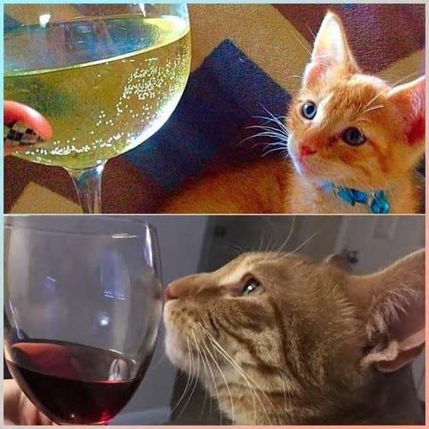 Кот-ценитель вина