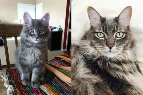 3 месяца и 5 лет до и после, животные, коты, кошки, мило, питомцы, сравнение, фото