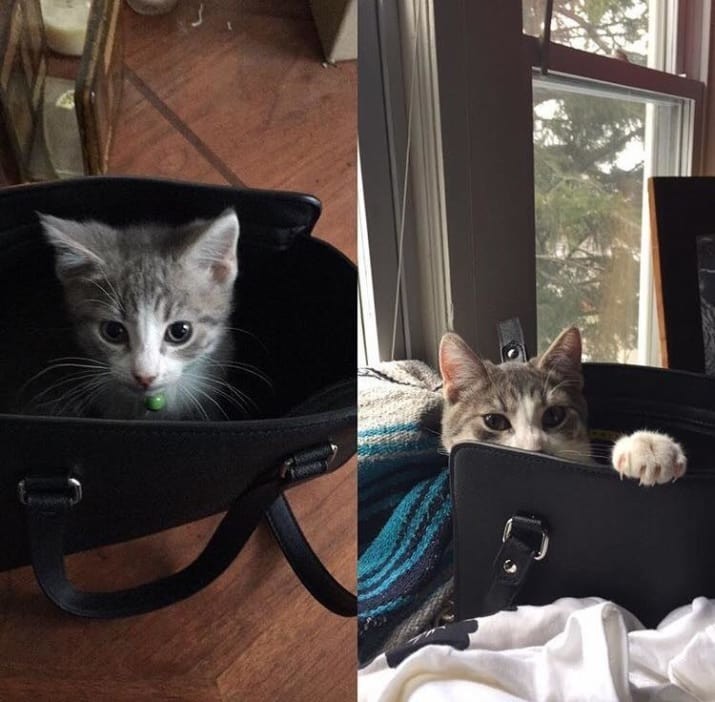 Любитель сумок до и после, животные, коты, кошки, мило, питомцы, сравнение, фото