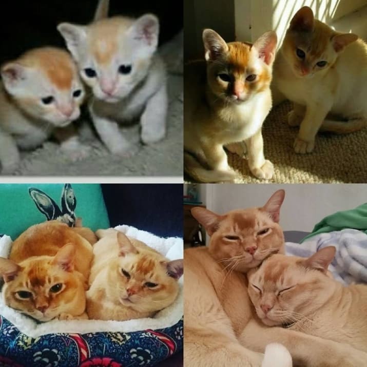 Брат за брата! до и после, животные, коты, кошки, мило, питомцы, сравнение, фото