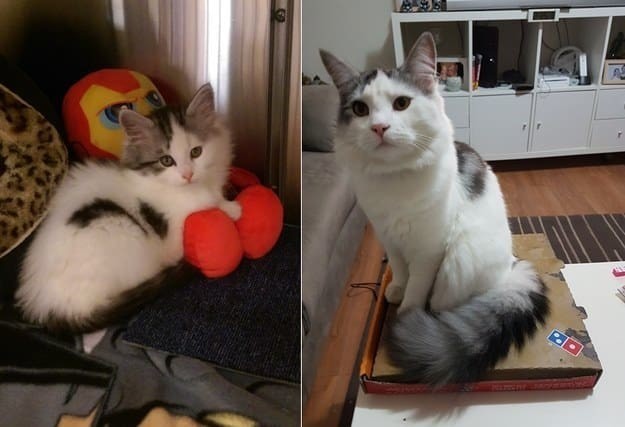 8 недель и 11 месяцев до и после, животные, коты, кошки, мило, питомцы, сравнение, фото