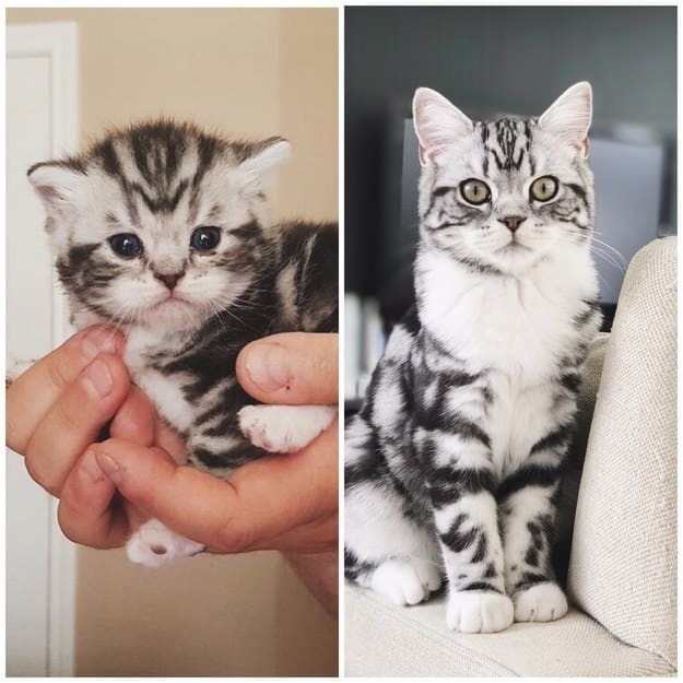 Полосатый красавчик, разница - 1 год до и после, животные, коты, кошки, мило, питомцы, сравнение, фото