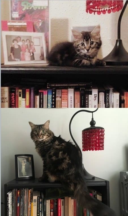 Ценитель книг: 2 месяца и 4 года до и после, животные, коты, кошки, мило, питомцы, сравнение, фото
