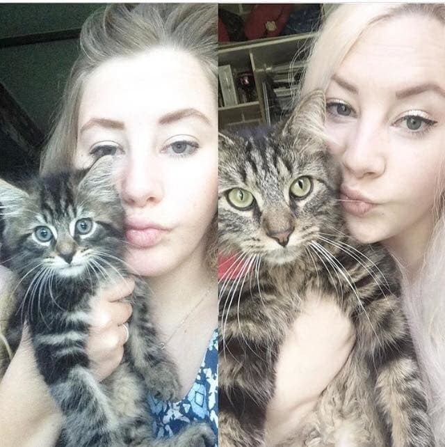 1 месяц и 1 год до и после, животные, коты, кошки, мило, питомцы, сравнение, фото