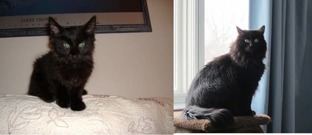 Черный Николас, которого когда-то спасли на улице до и после, животные, коты, кошки, мило, питомцы, сравнение, фото