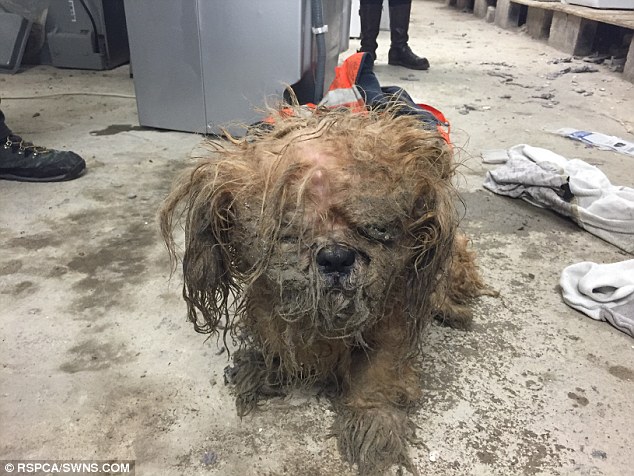 Эта брошенная собака мучилась от свалявшейся шерсти, но добрые люди смогли спасти её