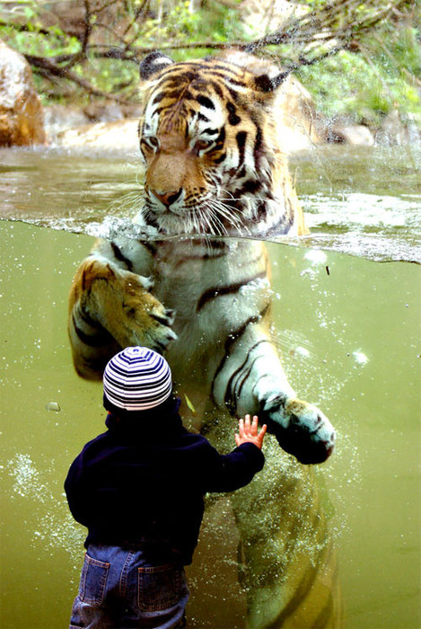Удивительные примеры дружбы между детьми и животными в зоопарке 