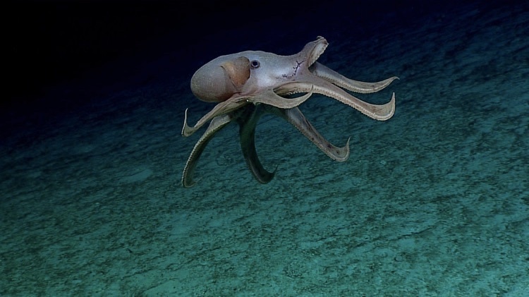 Редкий глубоководный осьминог