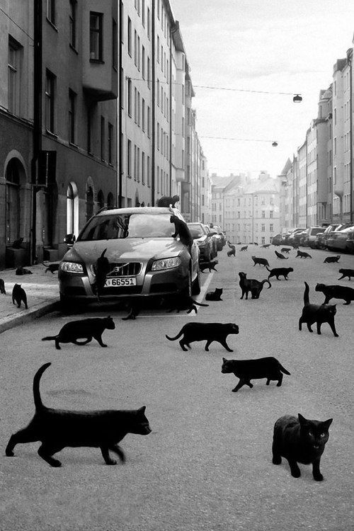 Если бы котики тоже спешили по утрам на работу, то улицы выглядели бы так