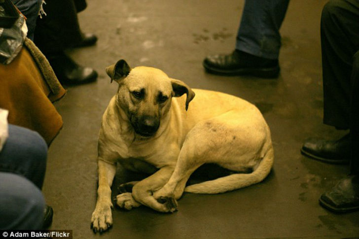 Как бездомные псы оказываются в метро? 