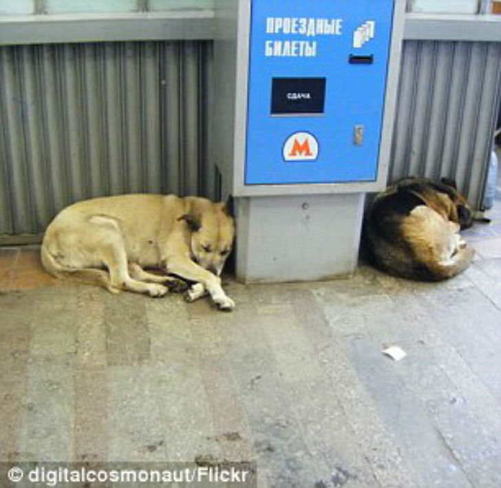 Как бездомные псы оказываются в метро? 