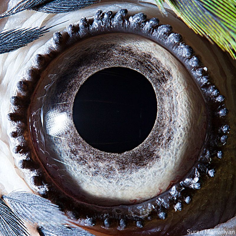 Глаз попугая