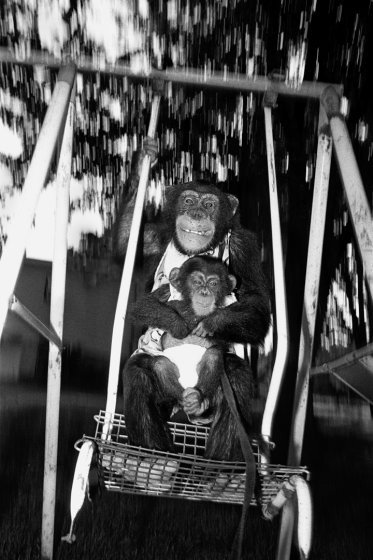 Эйнджел и Кейси, 1989 год. Шимпанзе, самки, 7 и 6 месяцев.