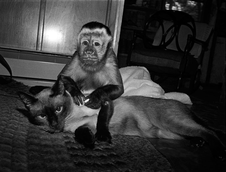 Тэдди и Катя, 1988 год. Капуцин-фавн, самец, 3 года и сиамская кошка, самка, 12 лет.
