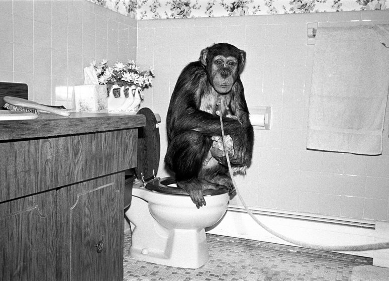 Кати, шимпанзе, самка, 7 лет.