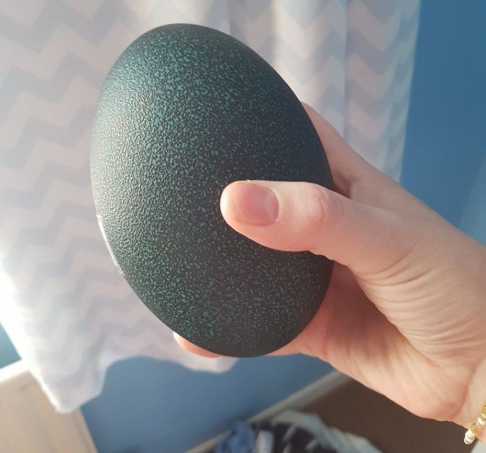 Девушка купила яйцо на eBay, и даже не знала кто из него вылупится 