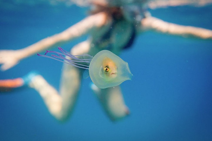 Рыба «за штурвалом» внутри медузы бороздит океан 