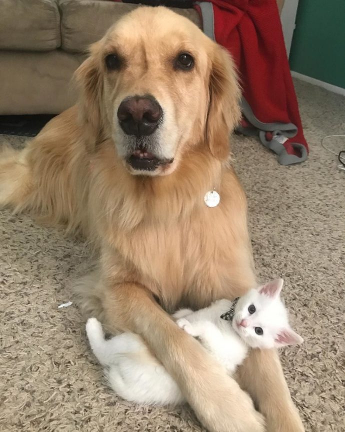 Пёс принял котёнка как собственного ребёнка 