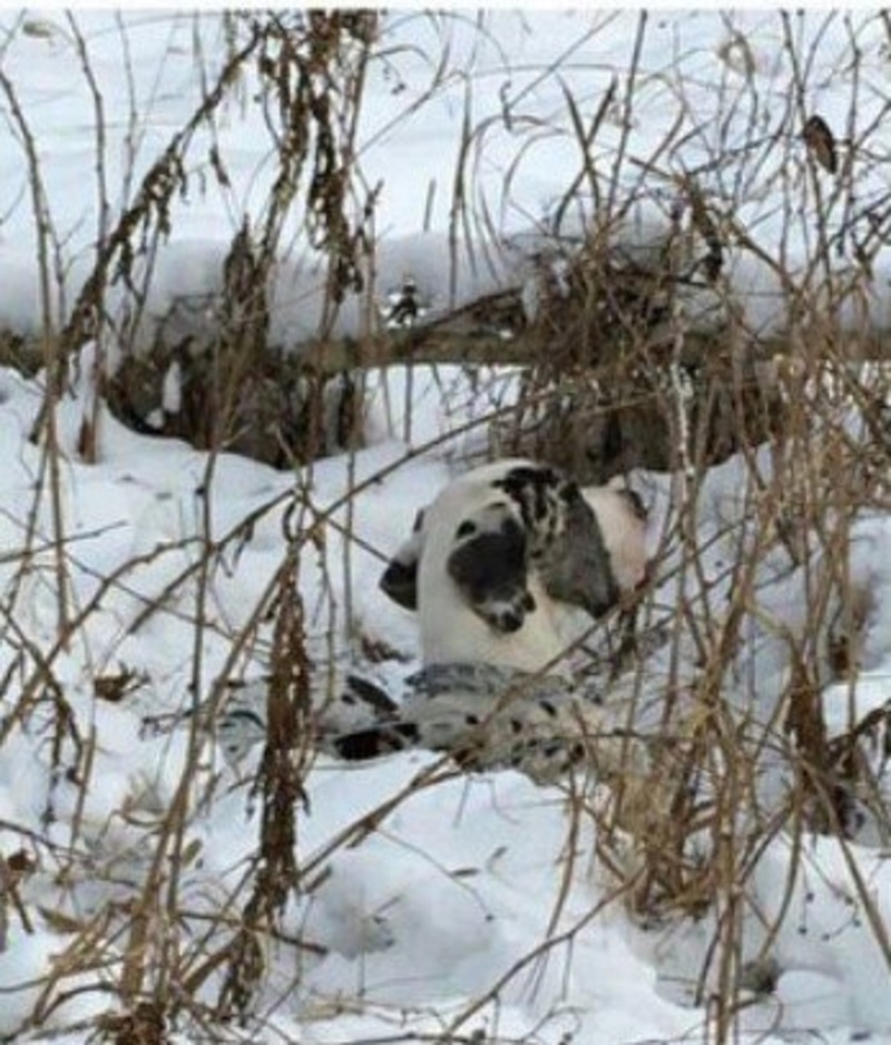 Хозяйка решила избавиться от пса, привязав его к дереву в мороз 