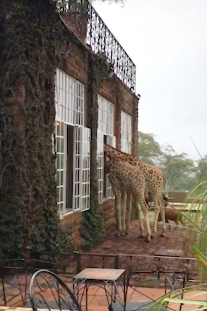 Жирафы воруют еду у посетителей отеля