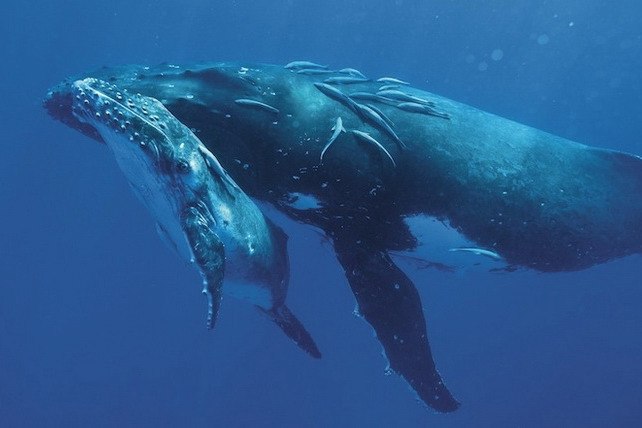 Удивительные фотографии кита с детёнышем 