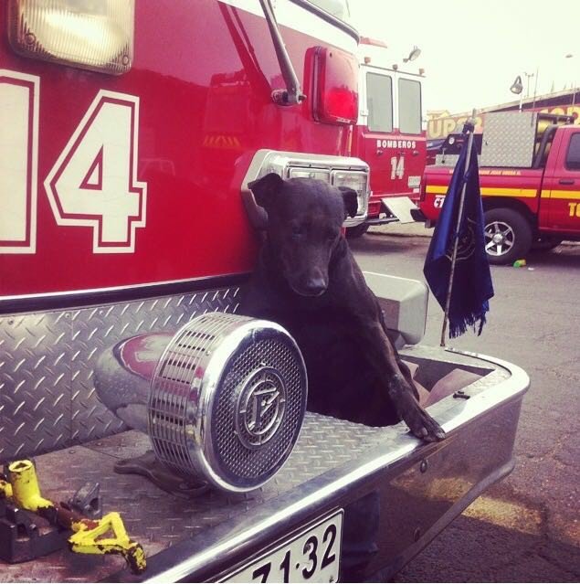 Покоиться любимый пес будет рядом с пожарным участком