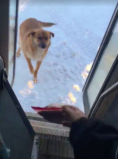 Водитель автобуса каждый день делает крюк, чтобы накормить бездомного пса