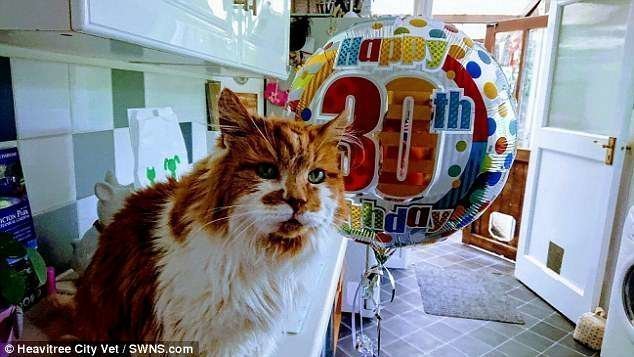Самому старому коту Рабблу исполнилось 30 лет