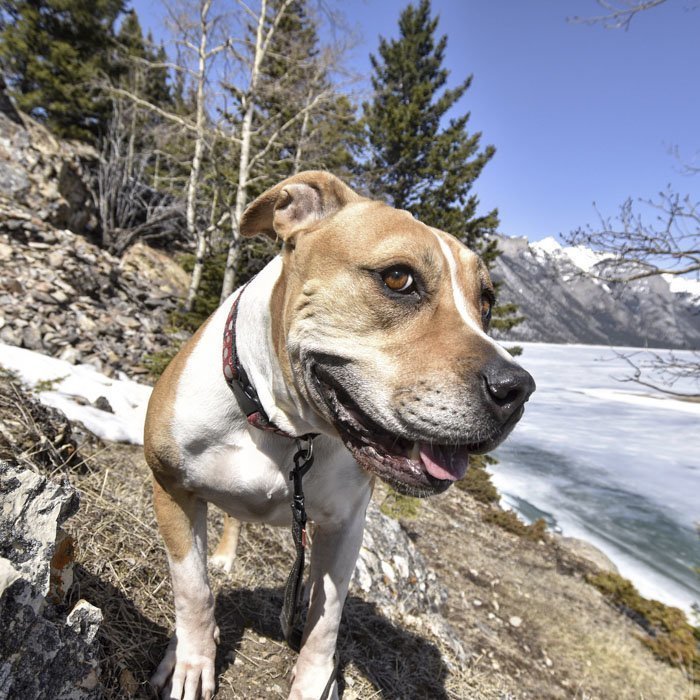 Фотограф помогает собакам найти новый дом