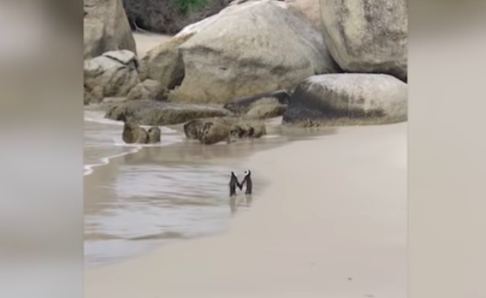 Тетя девушки под ником @freakingdani засняла, как два пингвина бродят по пляжу вместе, будто держась за ручки