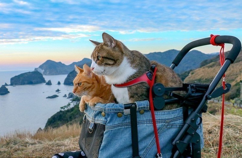 Кошки-путешественницы, которые очень злятся, если хозяин уезжает без них