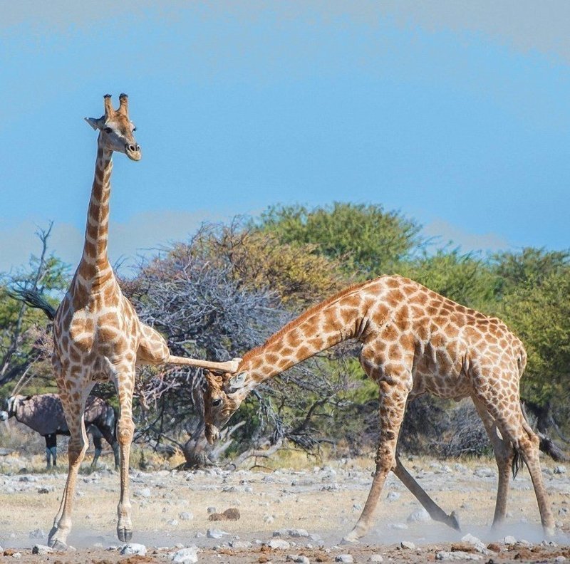 Удивительная драка: жираф-каратист поразил всех своими приёмчиками 