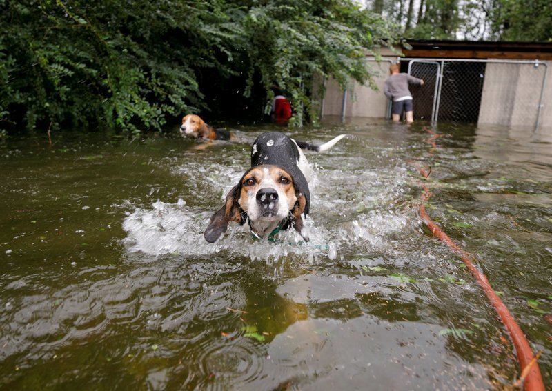 Хозяева, спасаясь во время урагана "Флоренс", забыли выпустить собственных собак из клетки 