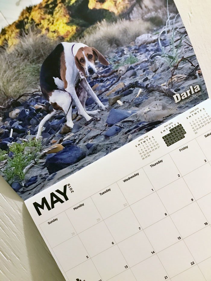 Календарь на 2019 - "Какающие собаки" - стал хитом продаж 