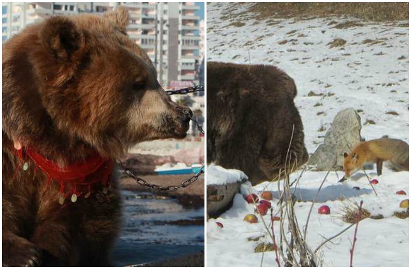 Бывший цирковой медведь поделился обедом с дикой лисицей