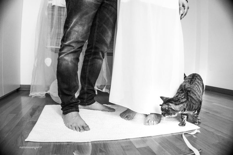 Свадебные фотосессии с котиками, от которых становится тепло на душе 