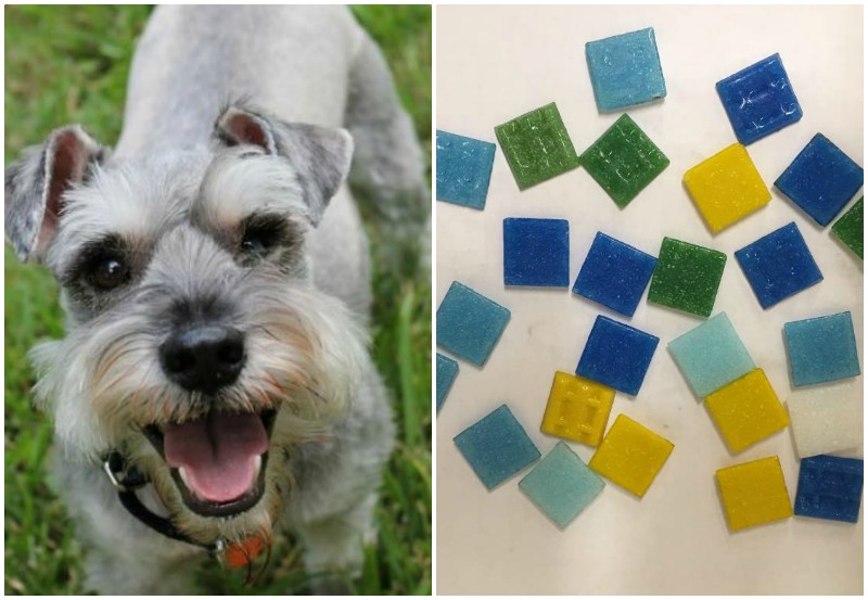 9. 10-летний цвергшнауцер съел 26 квадратных стеклянных плиточек. Хозяева собаки владеют бизнесом по напольным покрытиям, и каждый день берут ее с собой. В этот раз - недоглядели.