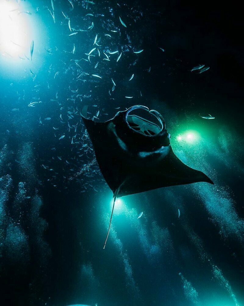 Дайвер совершает прогулки под водой, чтобы показать удивительных обитателей океана