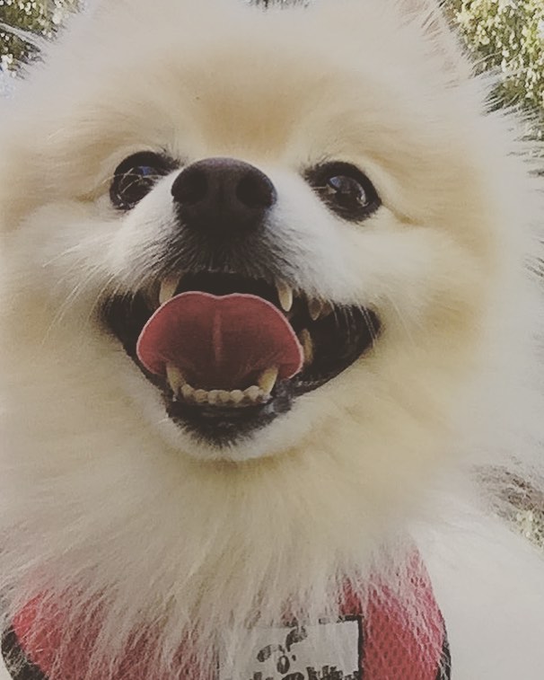 25 фотодоказательств того, что собаки умеют улыбаться