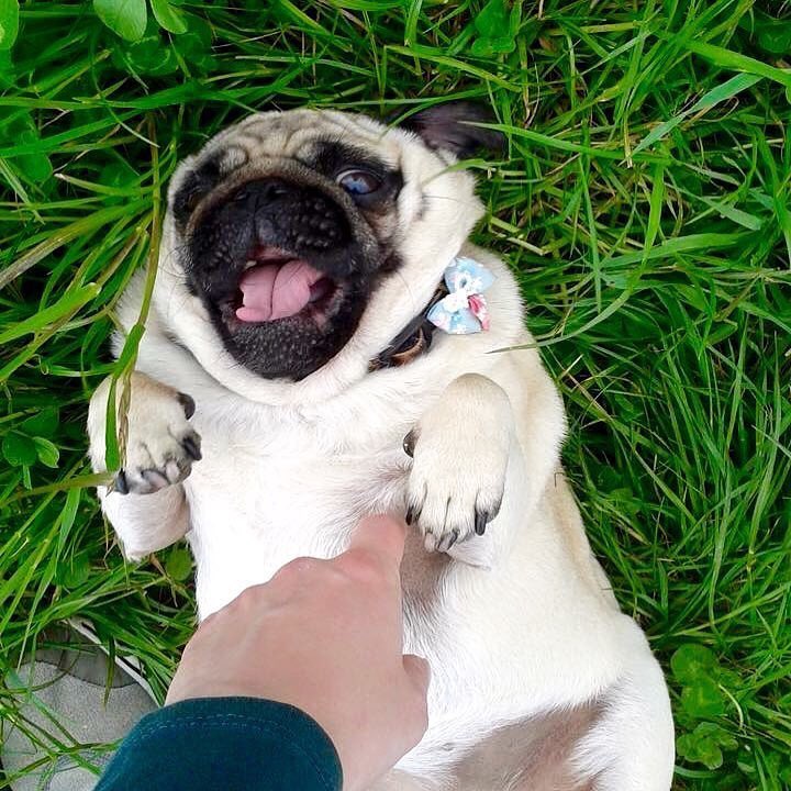 27 снимков, которые убедят вас, что мопсы - самые смешные собаки на планете