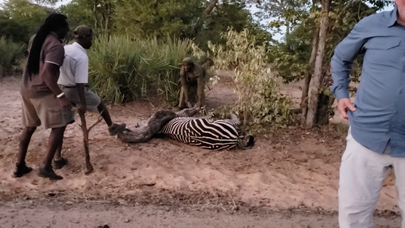 Изможденная зебра лежала в ловушке, с надеждой смотря на туристов