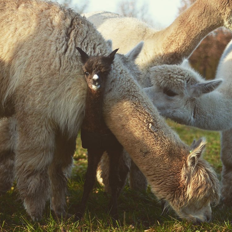 Немецкая семья живет среди необычных животных - альпак