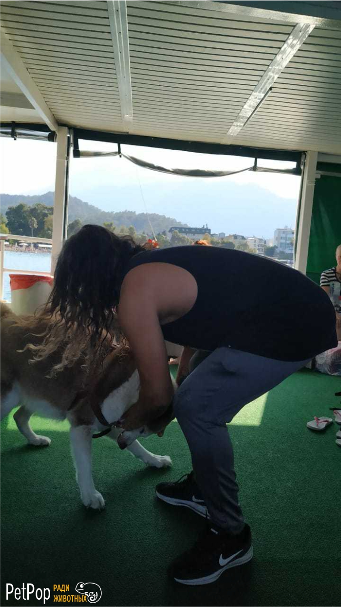 Шира - собака, которая каждый день катается на яхте