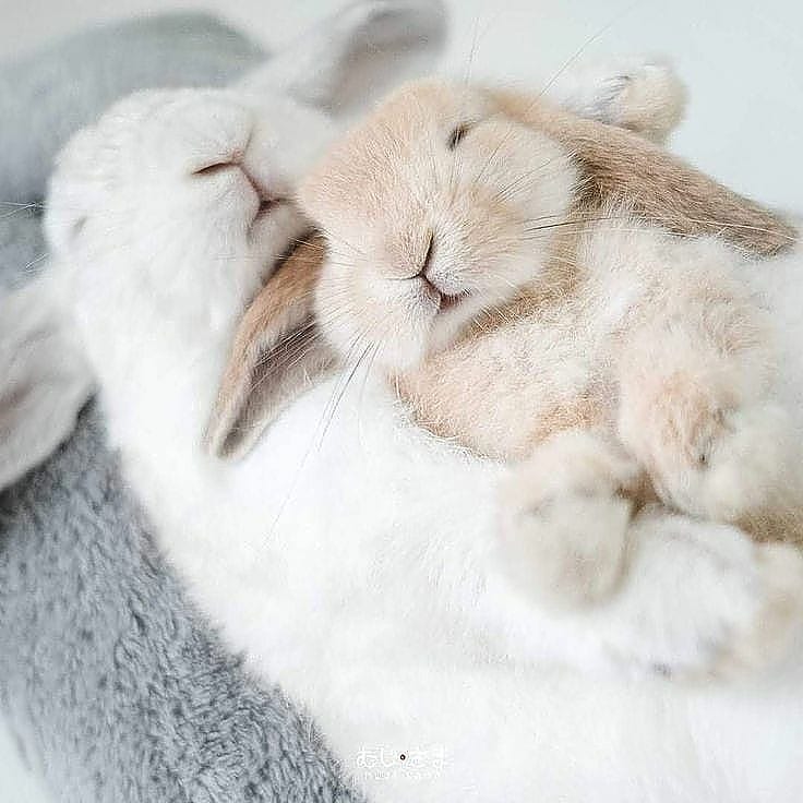 20 смешных фотографий пушистых кроликов, которые способны умилить любого