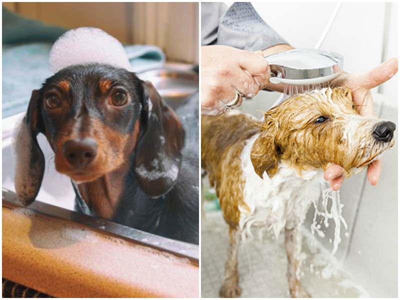 Почему нельзя мыть собаку "человеческим" шампунем?