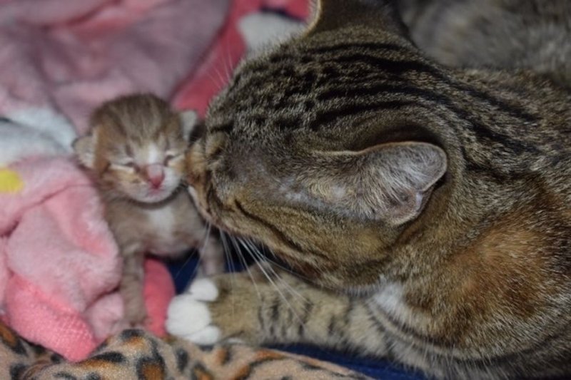 Отчаянная мать-кошка прижимала к себе единственного малыша