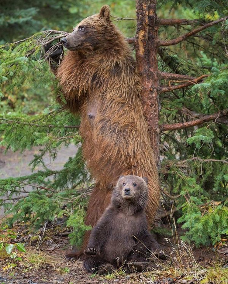 Мама-медведица учит детеныша, как правильно тереться об дерево