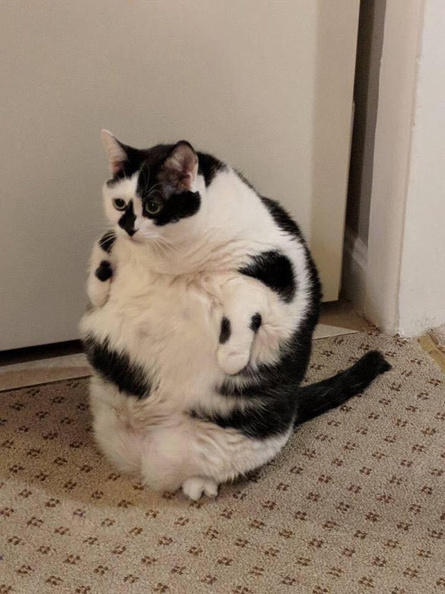 20 смешных фото животных толстячков, которые впечатляют своими размерами