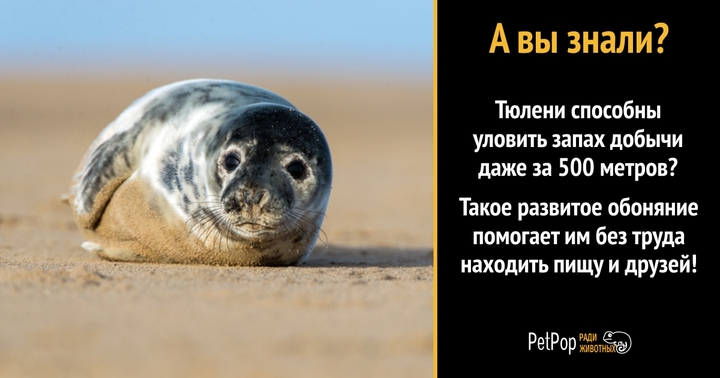 В Петербурге обнаружили самого милого тюленя на свете