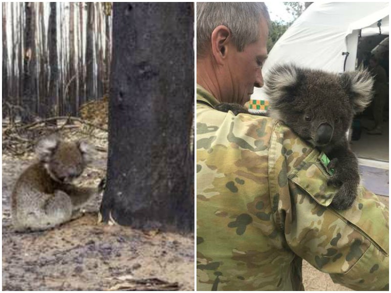 Просматривая записи с дрона, мужчина заметил коалу, прижавшуюся к дереву